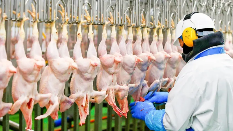 brazil-chicken.png